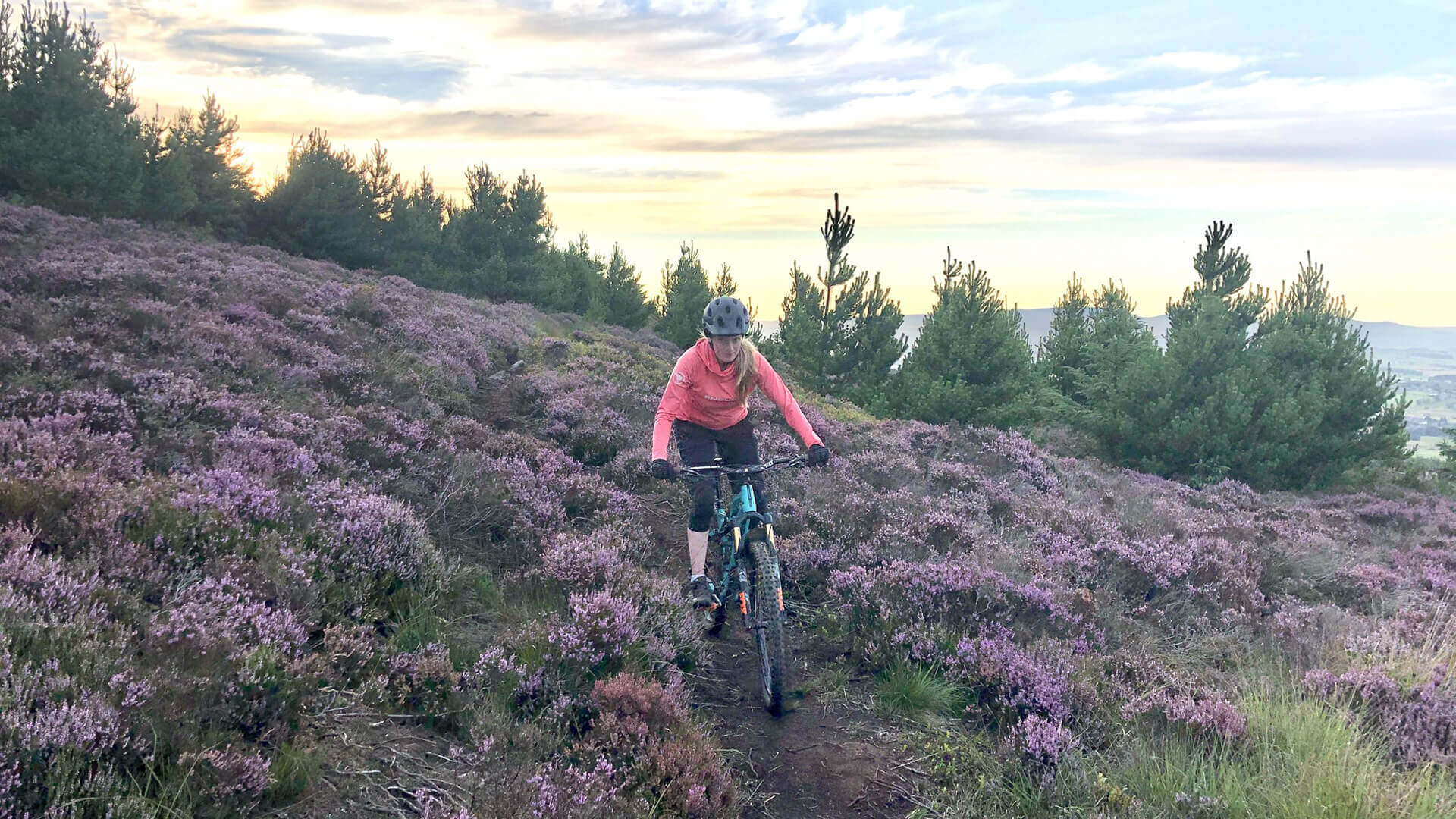 Mountain biking in purple heather